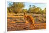 Side view of red adult kangaroo (Macropus rufus), Australia-Alberto Mazza-Framed Photographic Print