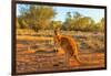 Side view of red adult kangaroo (Macropus rufus), Australia-Alberto Mazza-Framed Photographic Print