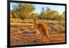 Side view of red adult kangaroo (Macropus rufus), Australia-Alberto Mazza-Framed Photographic Print