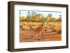 Side view of red kangaroo (Macropus rufus) standing on the red sand of Outback central Australia-Alberto Mazza-Framed Photographic Print