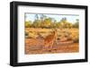 Side view of red kangaroo (Macropus rufus) standing on the red sand of Outback central Australia-Alberto Mazza-Framed Photographic Print