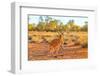 Side view of red kangaroo (Macropus rufus) standing on the red sand of Outback central Australia-Alberto Mazza-Framed Photographic Print