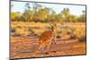 Side view of red kangaroo (Macropus rufus) standing on the red sand of Outback central Australia-Alberto Mazza-Mounted Photographic Print