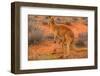 Side view of red kangaroo (Macropus rufus) with joey in its pouch,  Australia-Alberto Mazza-Framed Photographic Print