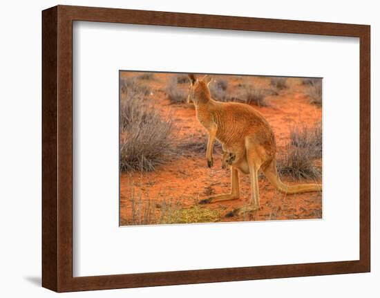 Side view of red kangaroo (Macropus rufus) with joey in its pouch,  Australia-Alberto Mazza-Framed Photographic Print