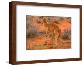 Side view of red kangaroo (Macropus rufus) with joey in its pouch,  Australia-Alberto Mazza-Framed Photographic Print