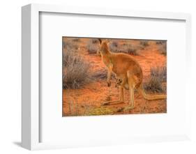 Side view of red kangaroo (Macropus rufus) with joey in its pouch,  Australia-Alberto Mazza-Framed Photographic Print