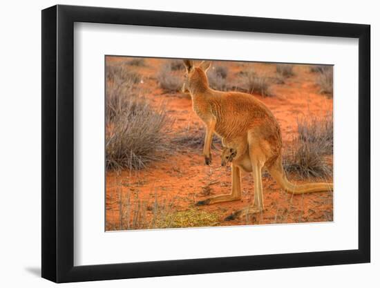 Side view of red kangaroo (Macropus rufus) with joey in its pouch,  Australia-Alberto Mazza-Framed Photographic Print