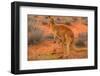 Side view of red kangaroo (Macropus rufus) with joey in its pouch,  Australia-Alberto Mazza-Framed Photographic Print