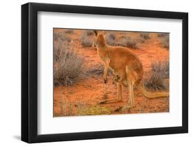 Side view of red kangaroo (Macropus rufus) with joey in its pouch,  Australia-Alberto Mazza-Framed Photographic Print