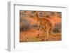 Side view of red kangaroo (Macropus rufus) with joey in its pouch,  Australia-Alberto Mazza-Framed Photographic Print