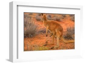 Side view of red kangaroo (Macropus rufus) with joey in its pouch,  Australia-Alberto Mazza-Framed Photographic Print