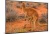 Side view of red kangaroo (Macropus rufus) with joey in its pouch,  Australia-Alberto Mazza-Mounted Photographic Print