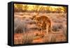 Side view of red kangaroo (Macropus rufus) with joey in its pouch,  Australia-Alberto Mazza-Framed Stretched Canvas