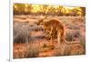 Side view of red kangaroo (Macropus rufus) with joey in its pouch,  Australia-Alberto Mazza-Framed Photographic Print