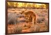 Side view of red kangaroo (Macropus rufus) with joey in its pouch,  Australia-Alberto Mazza-Framed Photographic Print