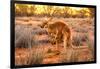 Side view of red kangaroo (Macropus rufus) with joey in its pouch,  Australia-Alberto Mazza-Framed Photographic Print