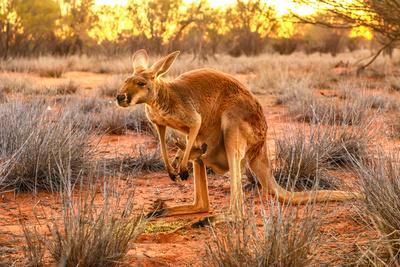 https://imgc.allpostersimages.com/img/posters/side-view-of-red-kangaroo-macropus-rufus-with-joey-in-its-pouch-australia_u-L-Q1GYQDI0.jpg?artPerspective=n