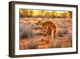 Side view of red kangaroo (Macropus rufus) with joey in its pouch,  Australia-Alberto Mazza-Framed Photographic Print