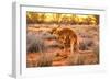 Side view of red kangaroo (Macropus rufus) with joey in its pouch,  Australia-Alberto Mazza-Framed Photographic Print