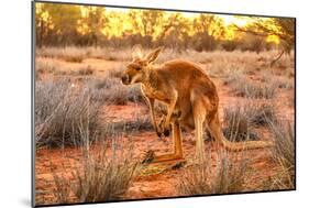 Side view of red kangaroo (Macropus rufus) with joey in its pouch,  Australia-Alberto Mazza-Mounted Photographic Print