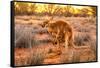 Side view of red kangaroo (Macropus rufus) with joey in its pouch,  Australia-Alberto Mazza-Framed Stretched Canvas