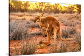 Side view of red kangaroo (Macropus rufus) with joey in its pouch,  Australia-Alberto Mazza-Stretched Canvas