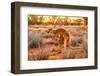 Side view of red kangaroo (Macropus rufus) with joey in its pouch,  Australia-Alberto Mazza-Framed Photographic Print