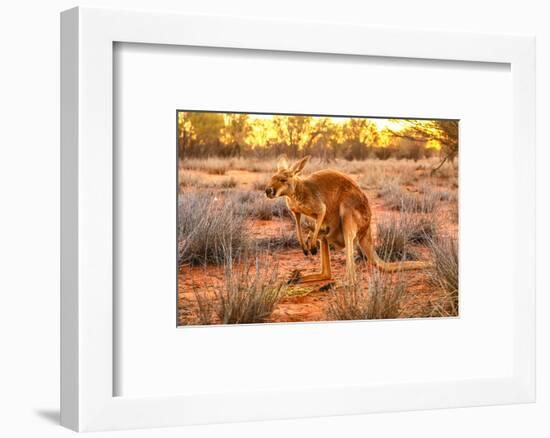 Side view of red kangaroo (Macropus rufus) with joey in its pouch,  Australia-Alberto Mazza-Framed Photographic Print