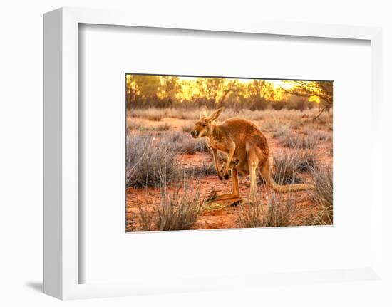 Side view of red kangaroo (Macropus rufus) with joey in its pouch,  Australia-Alberto Mazza-Framed Photographic Print