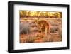 Side view of red kangaroo (Macropus rufus) with joey in its pouch,  Australia-Alberto Mazza-Framed Photographic Print