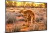 Side view of red kangaroo (Macropus rufus) with joey in its pouch,  Australia-Alberto Mazza-Mounted Photographic Print