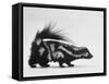 Side View of Skunk-Loomis Dean-Framed Stretched Canvas