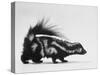 Side View of Skunk-Loomis Dean-Stretched Canvas