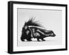 Side View of Skunk-Loomis Dean-Framed Photographic Print