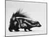 Side View of Skunk-Loomis Dean-Mounted Photographic Print