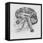 Side View of the Brain-null-Framed Stretched Canvas