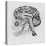 Side View of the Brain-null-Stretched Canvas