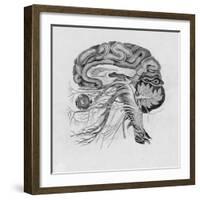 Side View of the Brain-null-Framed Photographic Print