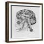 Side View of the Brain-null-Framed Photographic Print