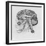 Side View of the Brain-null-Framed Photographic Print