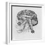 Side View of the Brain-null-Framed Photographic Print