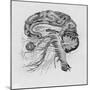 Side View of the Brain-null-Mounted Photographic Print