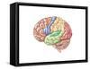 Side View of the Human Brain Showing the Functional Lobes-null-Framed Stretched Canvas