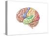 Side View of the Human Brain Showing the Functional Lobes-null-Stretched Canvas