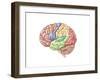 Side View of the Human Brain Showing the Functional Lobes-null-Framed Art Print