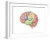 Side View of the Human Brain Showing the Functional Lobes-null-Framed Art Print