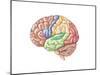 Side View of the Human Brain Showing the Functional Lobes-null-Mounted Art Print