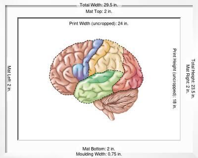 Side View of the Human Brain Showing the Functional Lobes ...