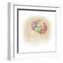 Side View of the Human Head Showing the Functional Lobes of the Brain-null-Framed Art Print